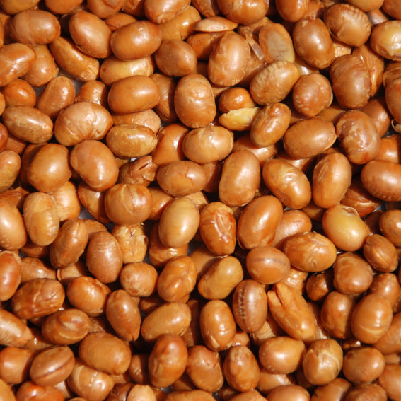 Roasted Salted Soy Nuts